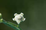 Santa Maria feverfew